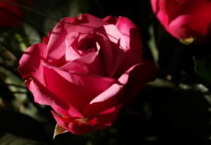 herman_hesse_una_rosa_purpurea