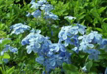 Cerato fiori di Bach e insicurezza