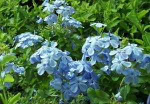 Fiori di Bach e insicurezza