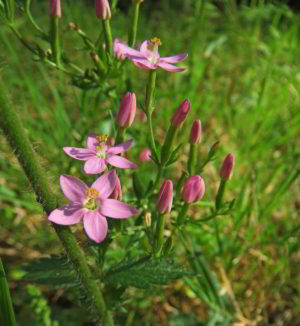 Il fiore di Bach Centaury