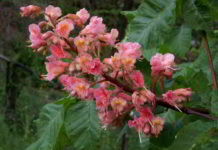 Il fiore di Bach Red chestnut in maternità