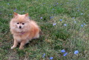 Margot, la cagnolina volpina