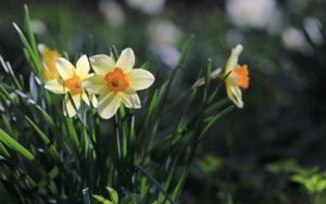 oscar_wilde_se_non_avessimo_amato