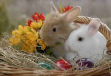 I fiori di Bach per i bambini