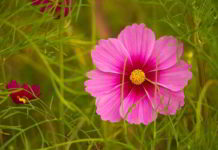 rabindranath_tagore_se_tu_non_parli