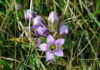 Gentian il fiore di Bach della spiritualità