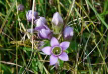 Gentian il fiore di Bach della spiritualità