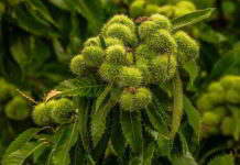 Sweet Chestnut le emozioni