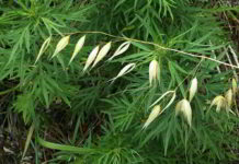 Il fiore di Bach Wild Oat