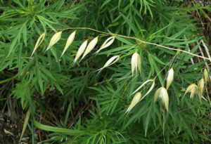 Il fiore di Bach Wild Oat