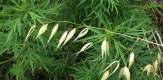 Il fiore di Bach Wild Oat