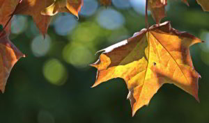 umberto_saba_la_foglia