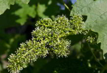 Vine il fiore capace di guidare gli altri