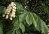 White Chestnut il pensiero di Bach