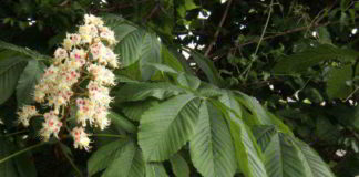 White Chestnut il pensiero di Bach