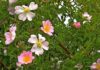 I delicati fiori del Wild Rose
