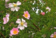 I delicati fiori del Wild Rose