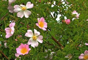I delicati fiori del Wild Rose