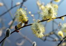 Willow trattamento con i fiori di Bach