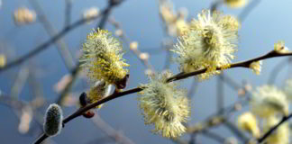 Willow trattamento con i fiori di Bach